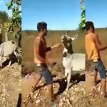 Foto: Burro se defiende /cortesía