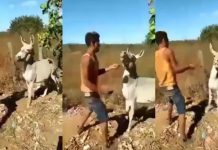 Foto: Burro se defiende /cortesía