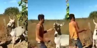 Foto: Burro se defiende /cortesía