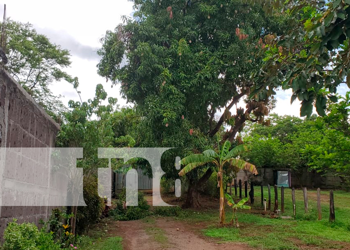 Foto: Subió a un árbol a robar mangos y cayó, resultando con lesiones en Juigalpa / TN8