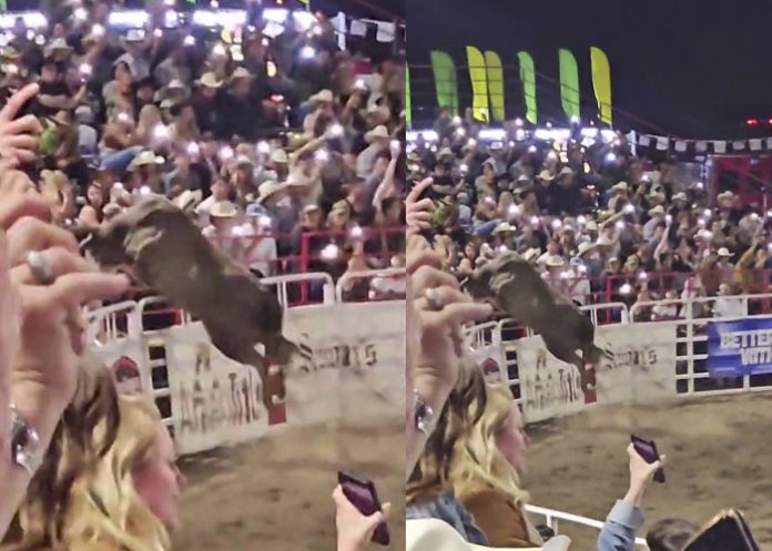 Foto: Toro causa caos en una arena de Oregon /Cortesía