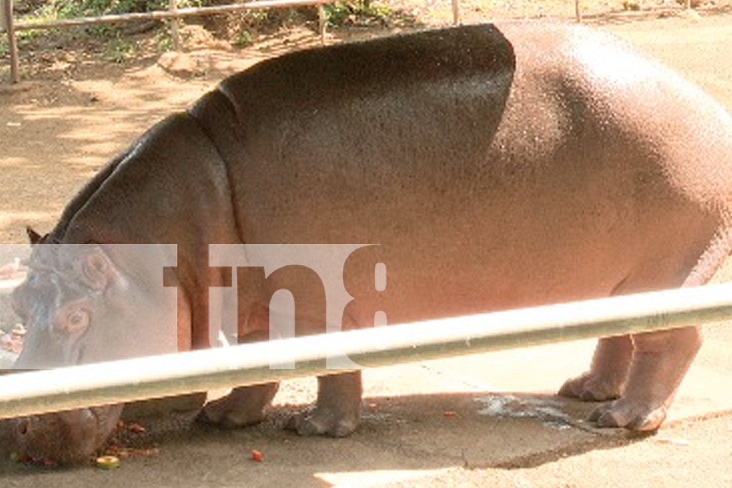 Foto: Jornada familiar en el Zoológico Nacional: Una experiencia inolvidable para todos/TN8