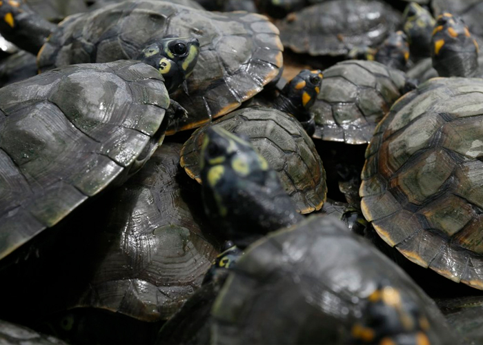 Foto: Venezuela busca proteger la fauna /cortesía 