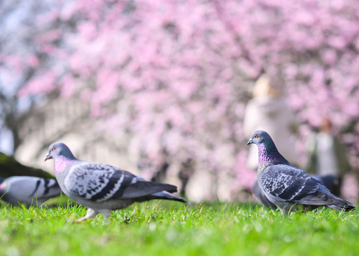 Foto: Una ciudad de Alemania decide exterminar a sus palomas /Cortesía