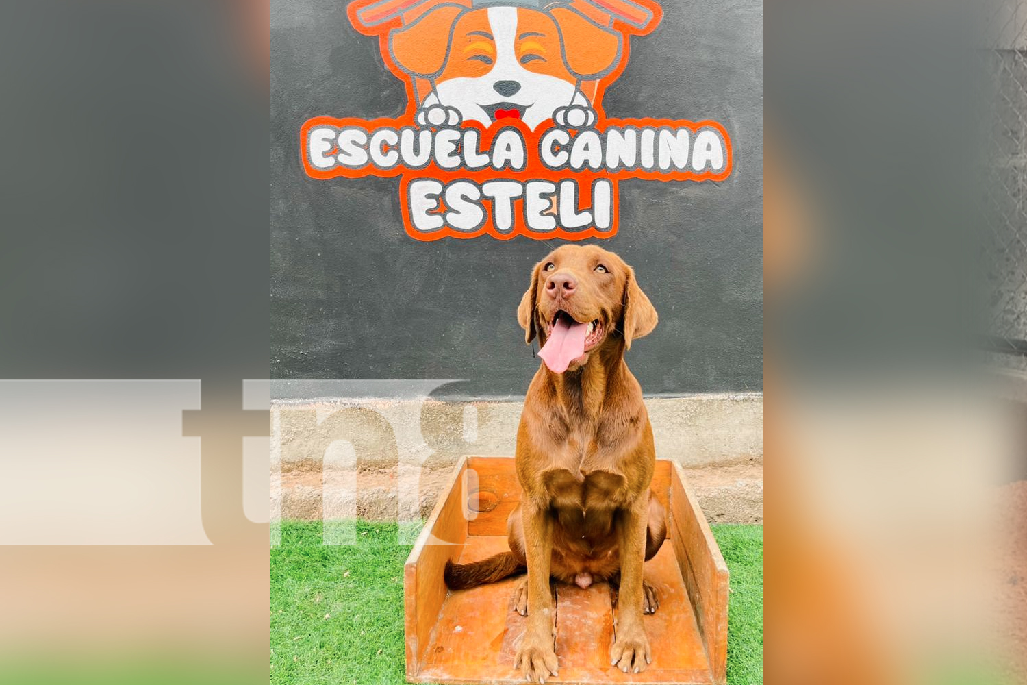 Foto: ¡Primera Escuela Canina en Estelí! Un espacio para el adiestramiento y cuidado/TN8