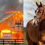 Foto: Caballos mueren en el incendio de un establo en Francia /Cortesía