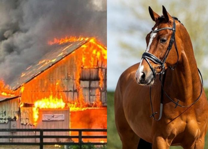 Foto: Caballos mueren en el incendio de un establo en Francia /Cortesía