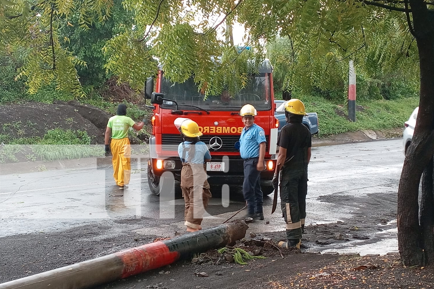 Árbol histórico sucumbe ante la fuerza de la naturaleza en Carretera a Xiloá, Managua