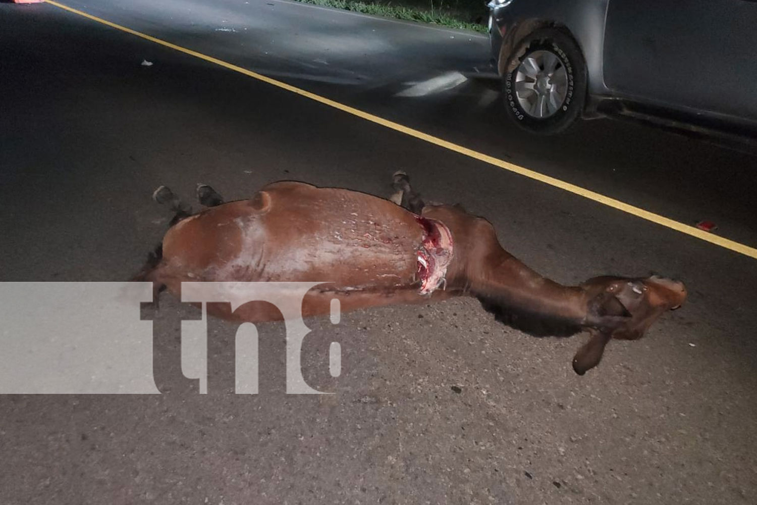 Foto: Violento accidente: un caballo muerto y un auto destrozado en Villa Sandino, Chontales/TN8