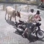 Foto: Vaca agrede a una mujer en la India /cortesía