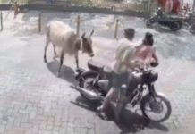 Foto: Vaca agrede a una mujer en la India /cortesía