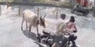 Foto: Vaca agrede a una mujer en la India /cortesía