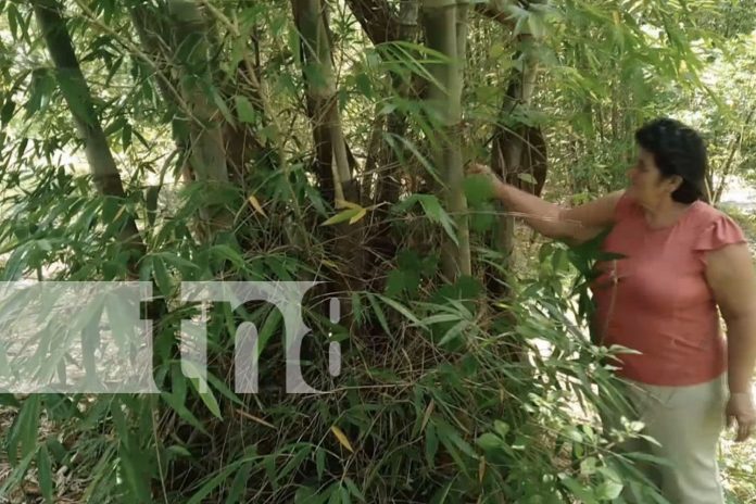 Foto: MEFCCA impulsa la producción de bambú en Palo Quemado, Diriá/TN8