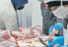 Foto: Nicaragua incrementa producción de carne /cortesía