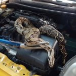 Foto: Taxista encontró serpiente de 2 metros /Cortesía