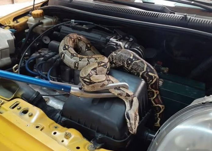 Foto: Taxista encontró serpiente de 2 metros /Cortesía