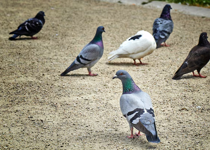 Foto: Una ciudad de Alemania decide exterminar a sus palomas /Cortesía