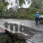 Árbol histórico sucumbe ante la fuerza de la naturaleza en Carretera a Xiloá, Managua