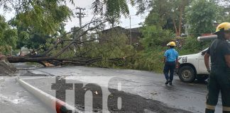 Árbol histórico sucumbe ante la fuerza de la naturaleza en Carretera a Xiloá, Managua