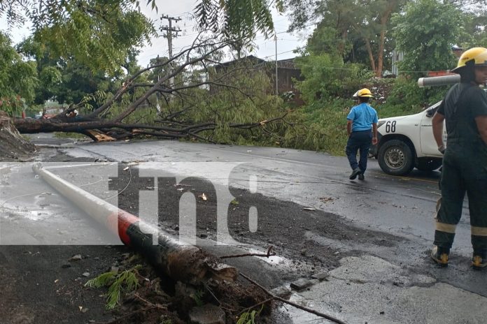 Árbol histórico sucumbe ante la fuerza de la naturaleza en Carretera a Xiloá, Managua