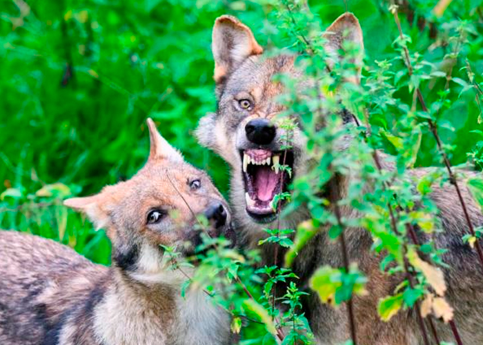 Foto: Lobos atacan a una mujer en un zoológico de Francia /Cortesía