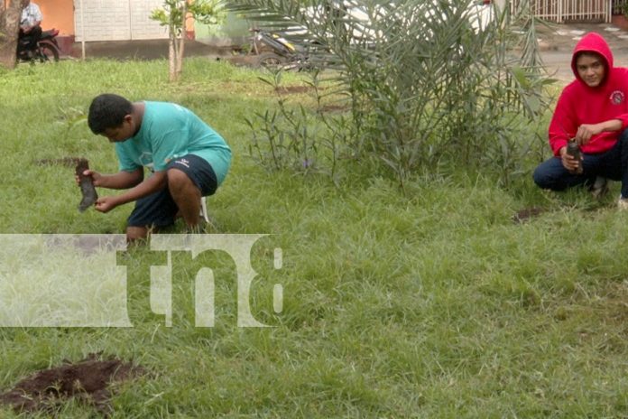 Foto: Reforestación masiva en Managua: 30 mil árboles para el Día del Árbol/TN8