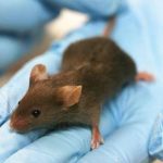 Vacuna rusa contra el cáncer funciona con éxito en ratones