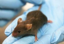 Vacuna rusa contra el cáncer funciona con éxito en ratones