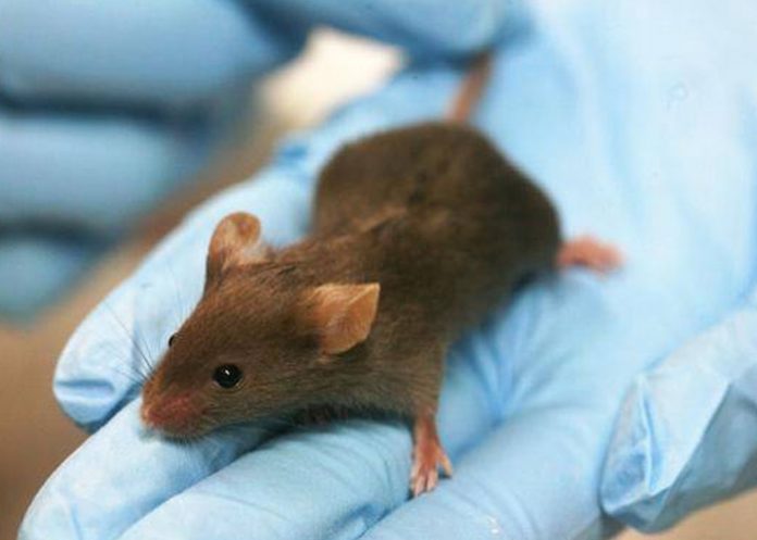 Vacuna rusa contra el cáncer funciona con éxito en ratones