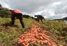 Foto: Nicaragua registra exitosa producción de hortalizas para junio /Cortesía