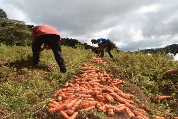 Foto: Nicaragua registra exitosa producción de hortalizas para junio /Cortesía