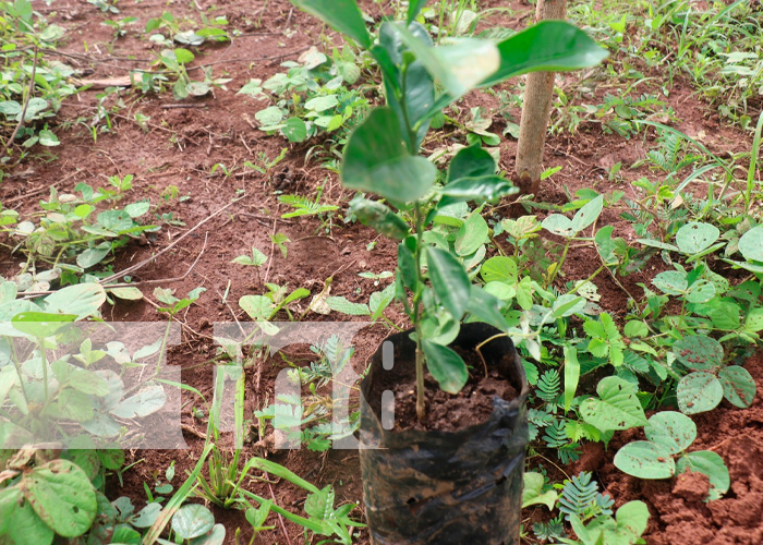 Foto: Siembran árboles frutales en sistemas Agroforestal de INATEC en Siuna/ TN8