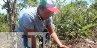 Foto: Tecnológico nacional realiza jornada de reforestación en Siuna/ TN8