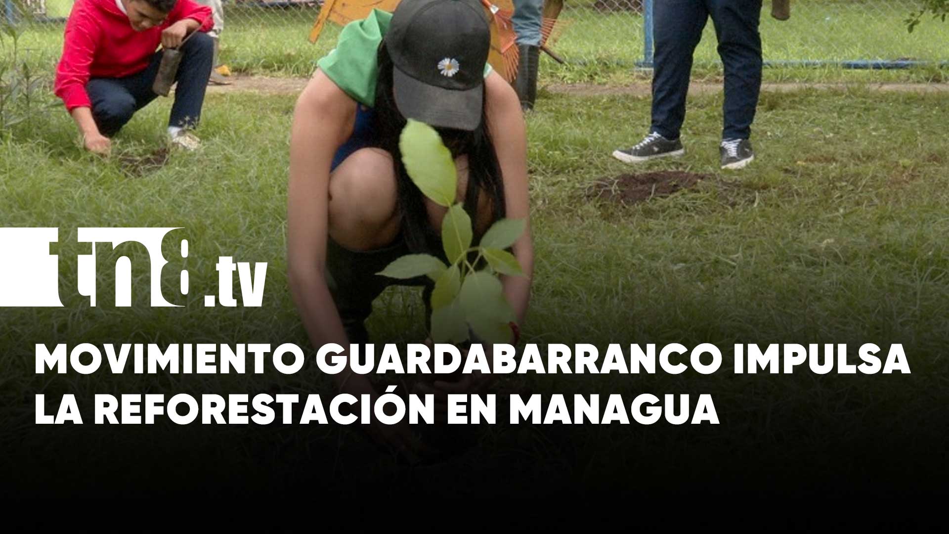 Reforestación Masiva En Managua 30 Mil árboles Para El Día Del Árbol