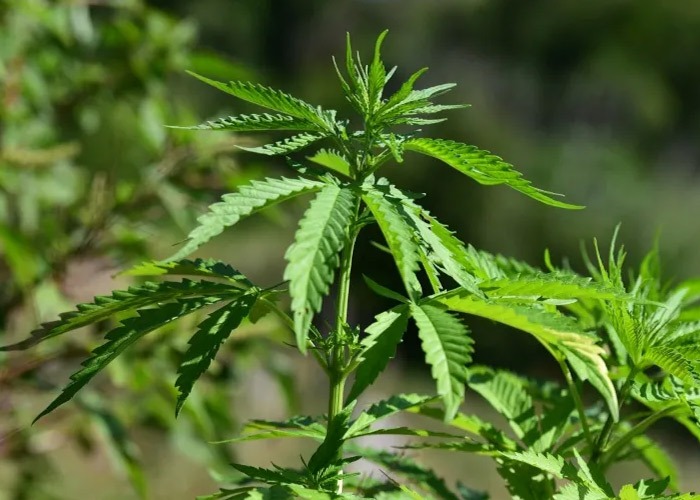 Foto: Brasil despenalizó el uso individual de la marihuana / Cortesía