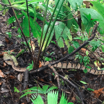 Bebé lucha por su vida tras ataque de serpiente en Costa Rica