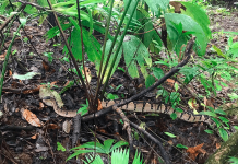 Bebé lucha por su vida tras ataque de serpiente en Costa Rica