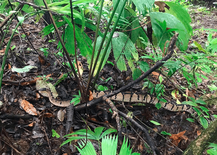 Bebé lucha por su vida tras ataque de serpiente en Costa Rica