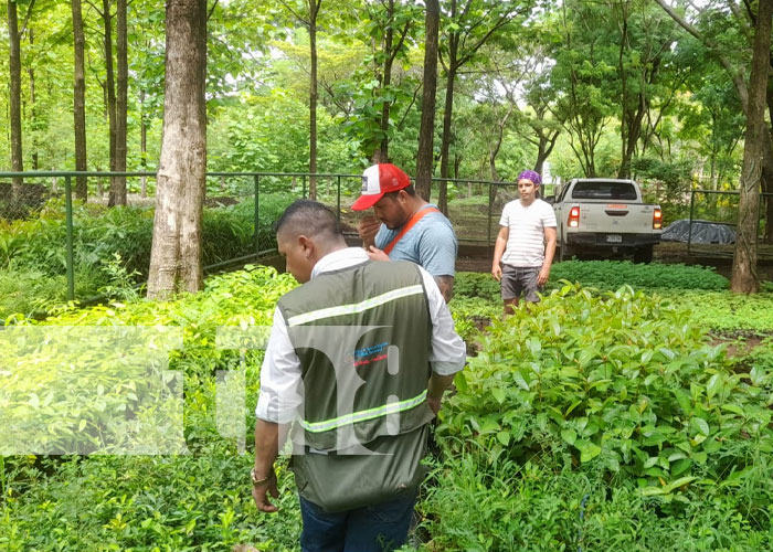 33 mil plantas para armonizar con el medio ambiente en el vivero de Nandaime