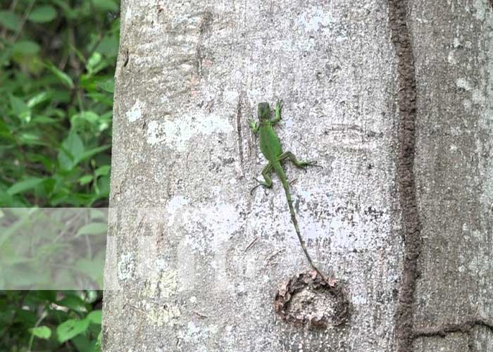 Foto: Liberación de iguanas en Nandaime / TN8