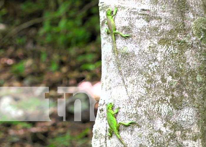 Foto: Liberación de iguanas en Nandaime / TN8