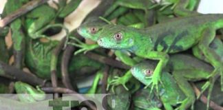 Foto: Liberación de iguanas en Nandaime / TN8