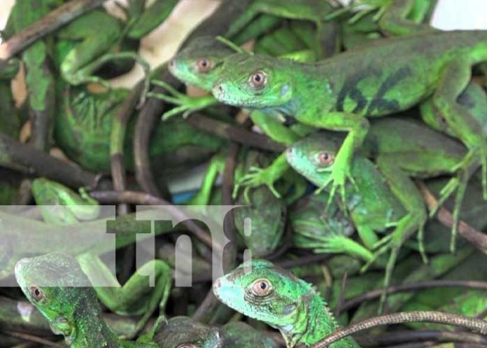 Foto: Liberación de iguanas en Nandaime / TN8