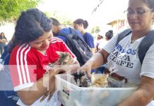 Foto: Vacunas para mascotas en el barrio Hilario Sánchez, Managua / TN8