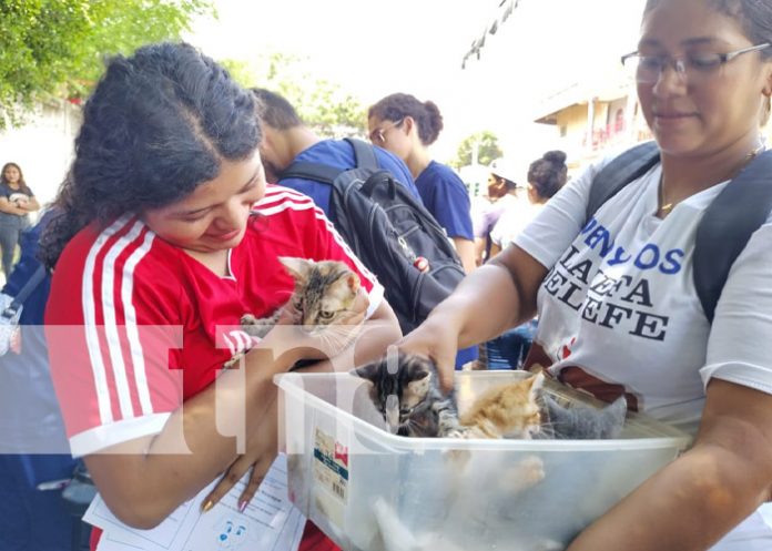 Foto: Vacunas para mascotas en el barrio Hilario Sánchez, Managua / TN8