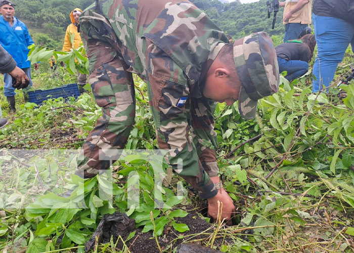 Foto: Jornada de reforestación en la Laguna de Nejapa / TN8