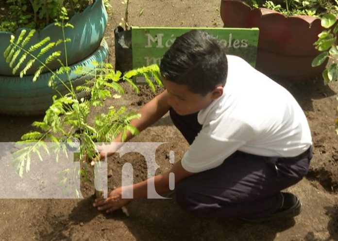 Foto: Reforestación y limpieza en el centro educativo Bello Amanecer, Ciudad Sandino / TN8