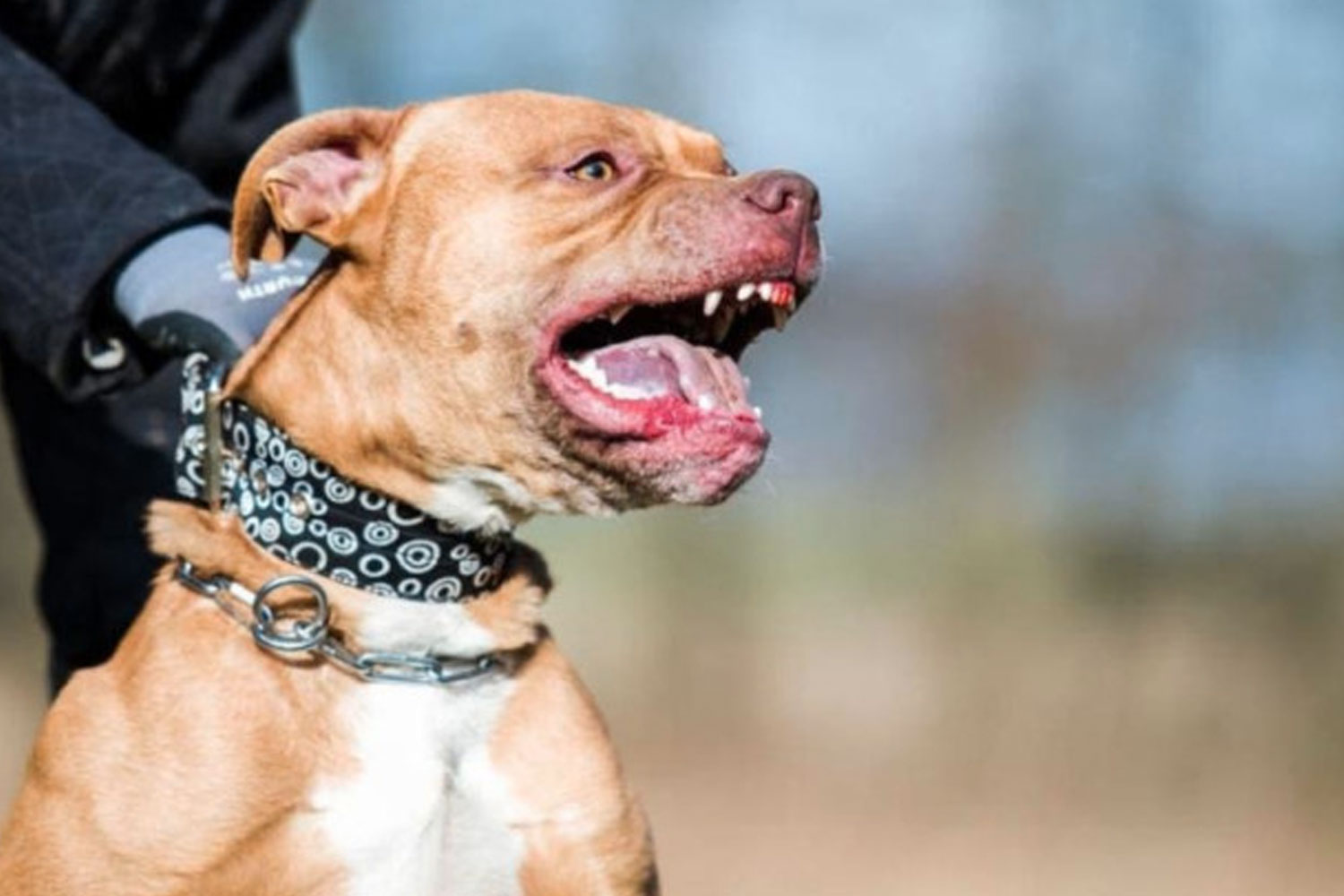 Dos perros pitbulls atacaron a una mujer