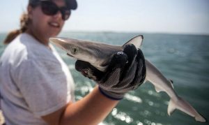 Foto:En Río de Janeiro científicos detectan rastros de cocaína en tiburones/créditos