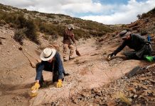 Foto: Museo digitalizará 14 mil huellas de dinosaurios/Cortesía